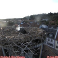 19_55-nest.jpg