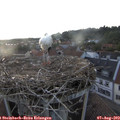 20_00-nest.jpg