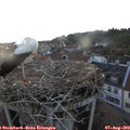 20_10-nest.jpg