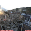 20_20-nest.jpg