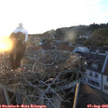 20_25-nest.jpg