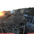 20_40-nest.jpg