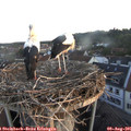 06_15-nest.jpg