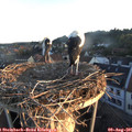 06_20-nest.jpg