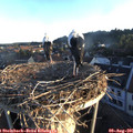 06_35-nest.jpg