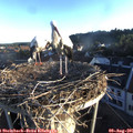 06_45-nest.jpg