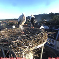 06_55-nest.jpg