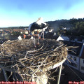 07_05-nest.jpg
