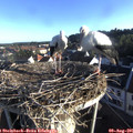 07_15-nest.jpg