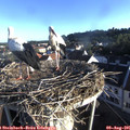 07_20-nest.jpg