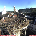 07_35-nest.jpg