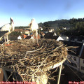 07_40-nest.jpg