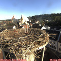 07_50-nest.jpg