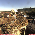 08_10-nest.jpg