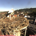 08_55-nest.jpg
