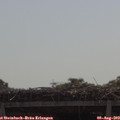 10_50-mast.jpg