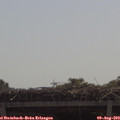 11_00-mast.jpg