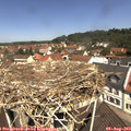 11_40-nest.jpg