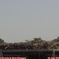 12_50-mast.jpg
