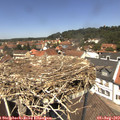 12_50-nest.jpg