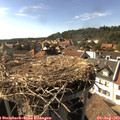 16_50-nest.jpg