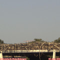 17_50-mast.jpg