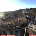 19_25-nest.jpg