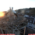 20_35-nest.jpg