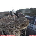 06_15-nest.jpg