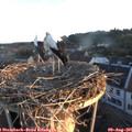 06_20-nest.jpg