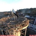 06_25-nest.jpg