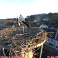 06_30-nest.jpg