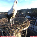 06_40-nest.jpg