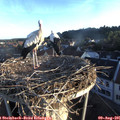 06_45-nest.jpg