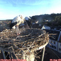 06_50-nest.jpg