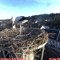06_55-nest.jpg