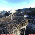 07_00-nest.jpg