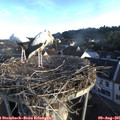 07_05-nest.jpg