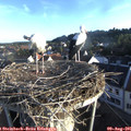 07_10-nest.jpg