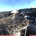 07_15-nest.jpg