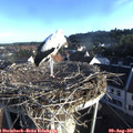 07_25-nest.jpg