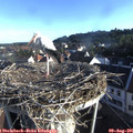 07_35-nest.jpg