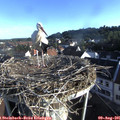 07_40-nest.jpg