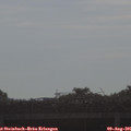 08_45-mast.jpg