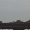 08_55-mast.jpg