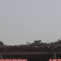 10_10-mast.jpg