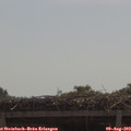 11_10-mast.jpg