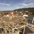 11_20-nest.jpg