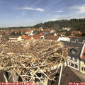 11_30-nest.jpg