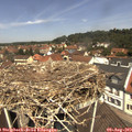 12_10-nest.jpg
